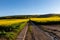 Looking along a Pathway in the South Downs, Surrounded by Canola/Oilseed Rape Crops