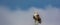 Looking back : Brahminy Kite or the Haliastur Indus