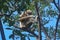 Looking, Balancing, White-handed Gibbon, Hylobates lar 005
