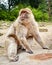 Looking at a Barbary Macaque or Barbay ape or magot