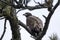 Looking through the branches at an eagle