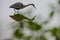 Looking through branches of trees at a great blue heron poised to strike at a fish