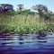 Looking for the crocodile in the everglades