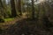 Looking into dense Scottish moss covered woodlands with winter stripped trees and many broken trees and branches on the forest