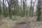 Looking into dense Scottish woodlands with winter stripped trees and many broken trees and branches on the forest floor