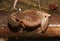 Looking down on a calling male Spring Peeper Frog