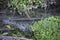 Looking down on the dirty rural drainage overgrowth with weeds.