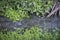 Looking down on the dirty rural drainage overgrowth with weeds.