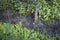 Looking down on the dirty rural drainage overgrowth with weeds.