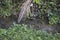 Looking down on the dirty rural drainage overgrowth with weeds.