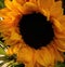 looking down, feeling sad and blue.. yellow sunflower (turn frown upside down happiness flower)