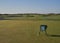 Looking down the Par 4 Second Fairway from the Tee Box, with Golfers walking down the Fairway having played their Shots.