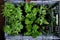 Looking down into a plastic crate of living growing herbs ready