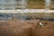 Looking down on river thames river bank exposed by low tide and a breaking wave and single piece of litter \\ rubbish \\ garbage