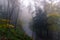 Looking down on a road going through a forest, on a foggy, atmospheric winters day