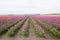 Looking down straight rows of blooming spring tulips