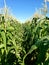 Looking down sweet corn rows ready for harvest in corn field