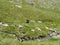 Looking down on two sheep by rocks