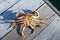 Looking down at the underside of three male Dungeness crabs on a dock