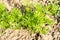 Looking down on the vibrant green leaves of the flat italian par