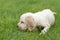 Looking English Cocker Spaniel puppy