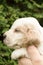 Looking English Cocker Spaniel puppy