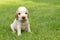 Looking English Cocker Spaniel puppy