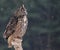 Looking Eurasian Eagle-Owl