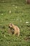 Looking into the Face of a Curious Ground Squirrel