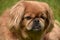 Looking Into the Face of a Ginger Pekingese Dog