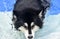 Looking into the Face of a Husky Dog Swimming