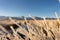 Looking through the frost coated grass in Owen`s Valley California