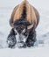 Looking for grass, Yellowstone buffalo digs in deep snow with hi
