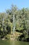 Looking a gum tree on the banks of the Nepean River