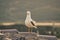 Looking of healthy and strong seagull hovering on the roof