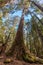 Looking high up at tall eucalyptus tree in Mt. Field National Pa