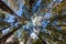 Looking high up at tall eucalyptus tree tops in Mt. Field Nation