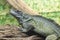 Looking into the lens, agama lizard in a terrarium, close up.