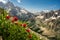 Looking out over Teton Range from Paintbrush Flowers on the Paintbrush Divide Trail