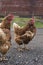 Looking at a pair of chickens at eye level on a cold morning