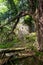 Looking past a tree to ruined Inveruglas castle