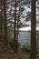 Looking through the Pine Trees at the edge of Loch Morlich with the tangled exposed roots.