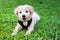 Looking puppy dog golden retriever on the park, Adorable Golden Retriever on nature background, Golden retriever puppy looking