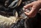 Looking sheep teeth for the feast of the lamb that commemorate a passage from the Bible and the Koran, where these animals are