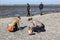 Looking for shells on sandbank in the Wadden Sea