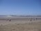 Looking south along Beadnell Bay with the early morning Sea Mist burning off as the Visitors arrive.