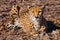 Looking straight. A bright red cheetah is resting and looking down on a withered grass in the rays of the setting sun