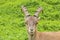 Looking straight in the eyes of an alpine ibex