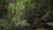 Looking straight up tall tree in a mountain forest and tilting down to ferns, dense vegetation on river stream, rainforest creek