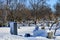 Looking at tomb stones at old cemetery